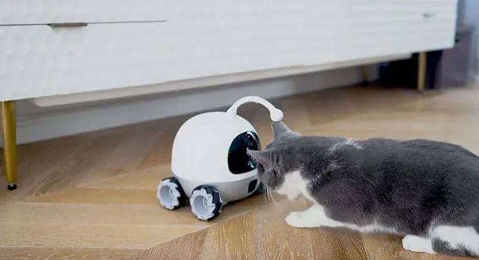 A robot that can accompany lonely cats