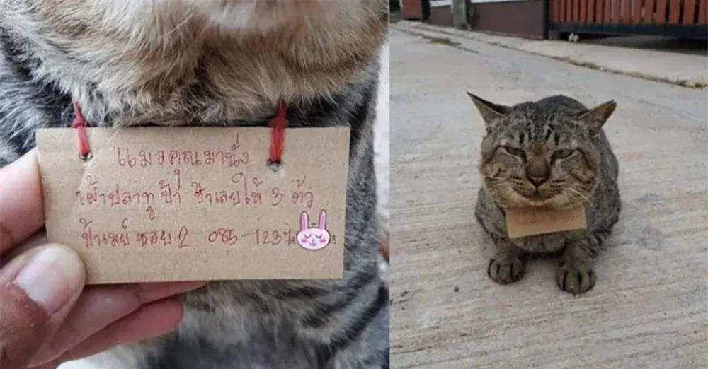 A funny story of a cat who disappeared from home for 3 days