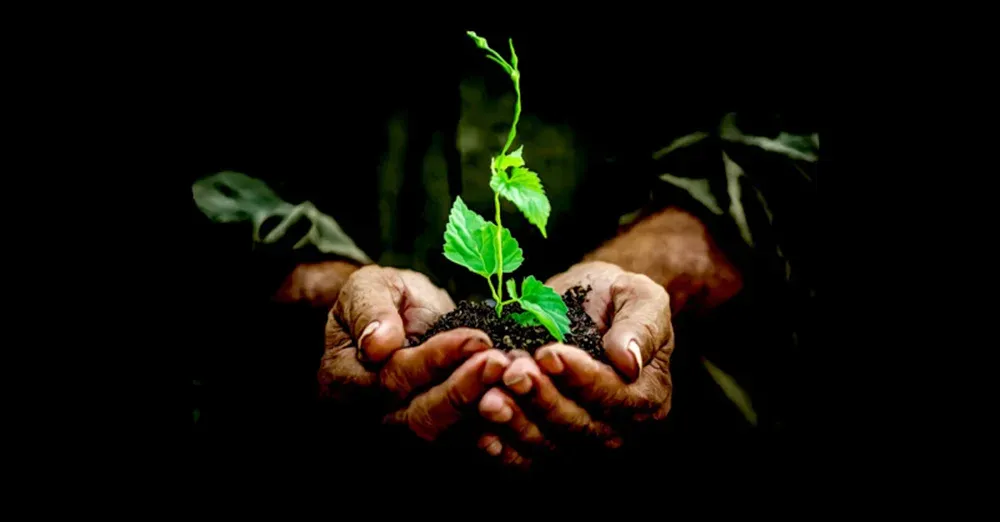 Benefits of Planting Trees