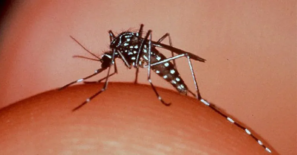Why are mosquitoes biting you?