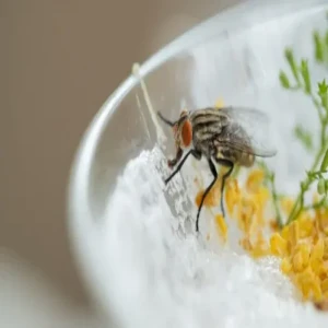 These things can happen when flies land on food