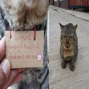 A funny story of a cat who disappeared from home for 3 days