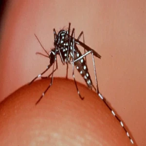 Why are mosquitoes biting you?