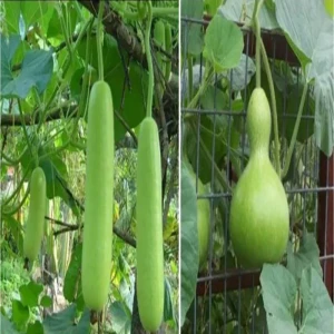 The meaning of the proverb “Do not plant a house fool”